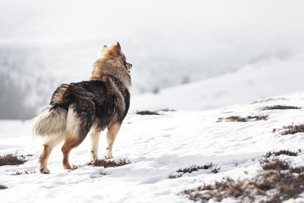 Hund blickt nach rechts in eine offene Landschaft