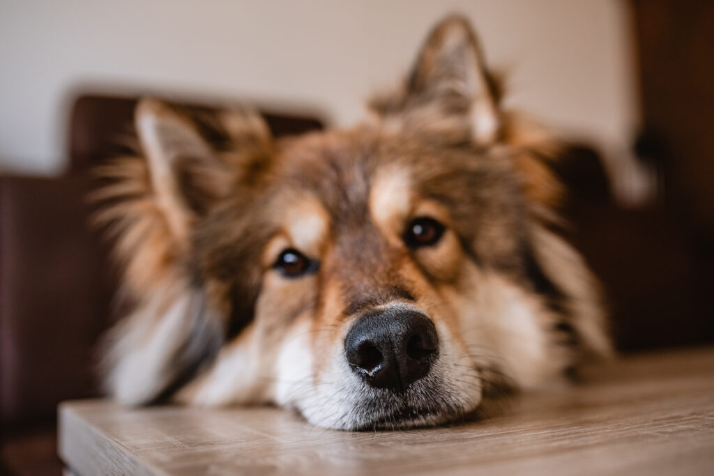 Fokus liegt auf der Nase des Hundes