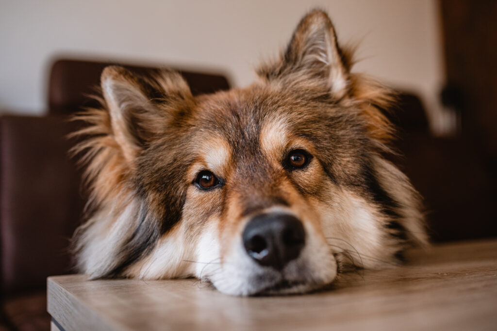 Fokus liegt auf den Augen des Hundes