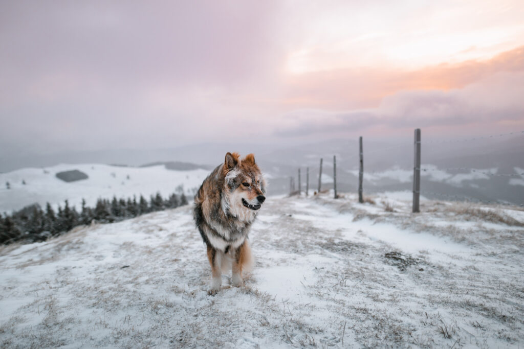 Sonnenaufgang am Plankogel