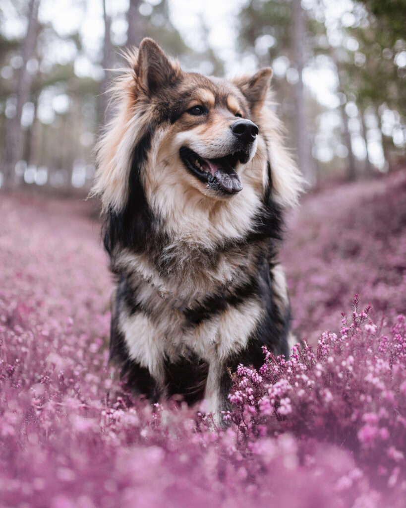 Erikablüte in der Steiermark Hundefotografie