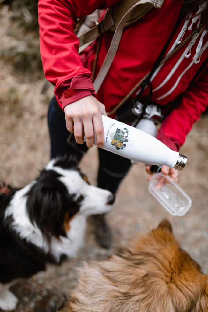 Wasser für Hunde