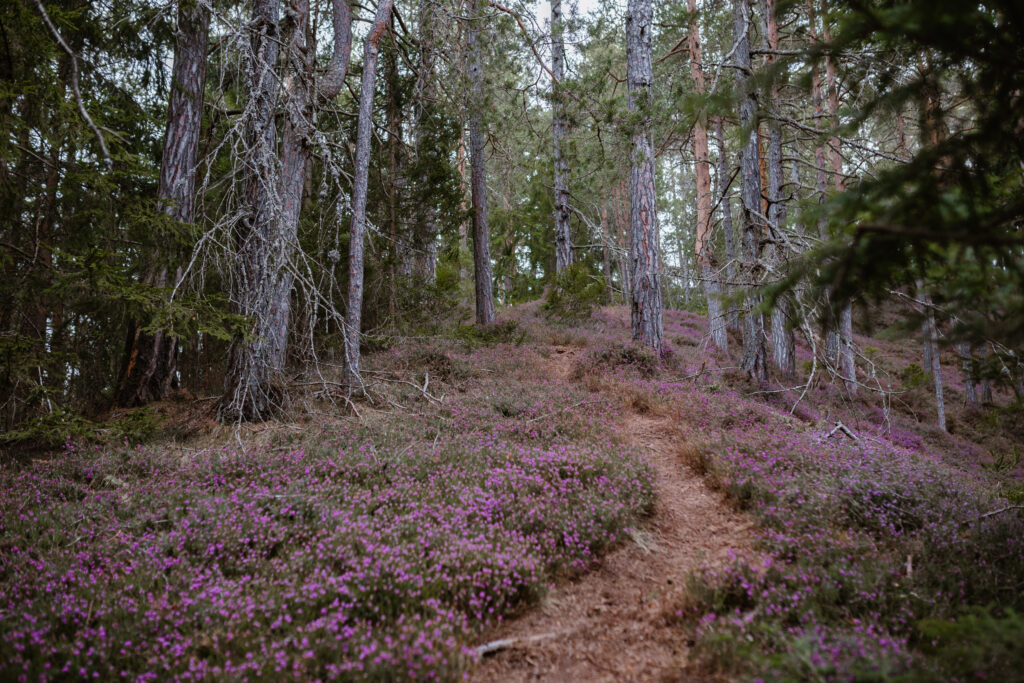 Erikablüte in der Steiermark