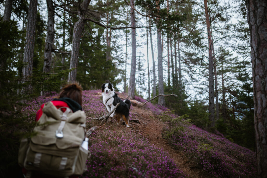 Hundefotografie Steiermark