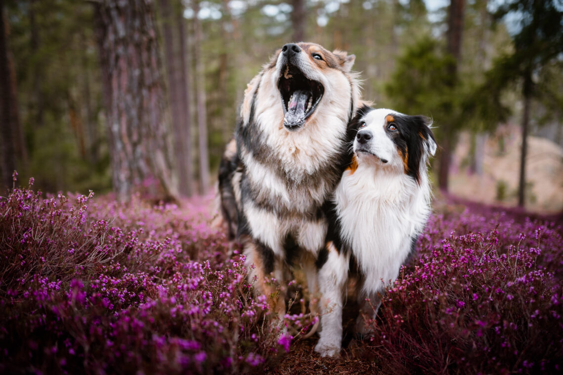 Hunde in der Erikablüte