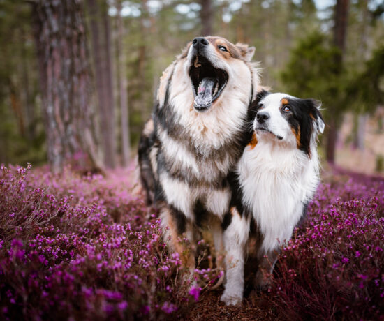 Hunde in der Erikablüte