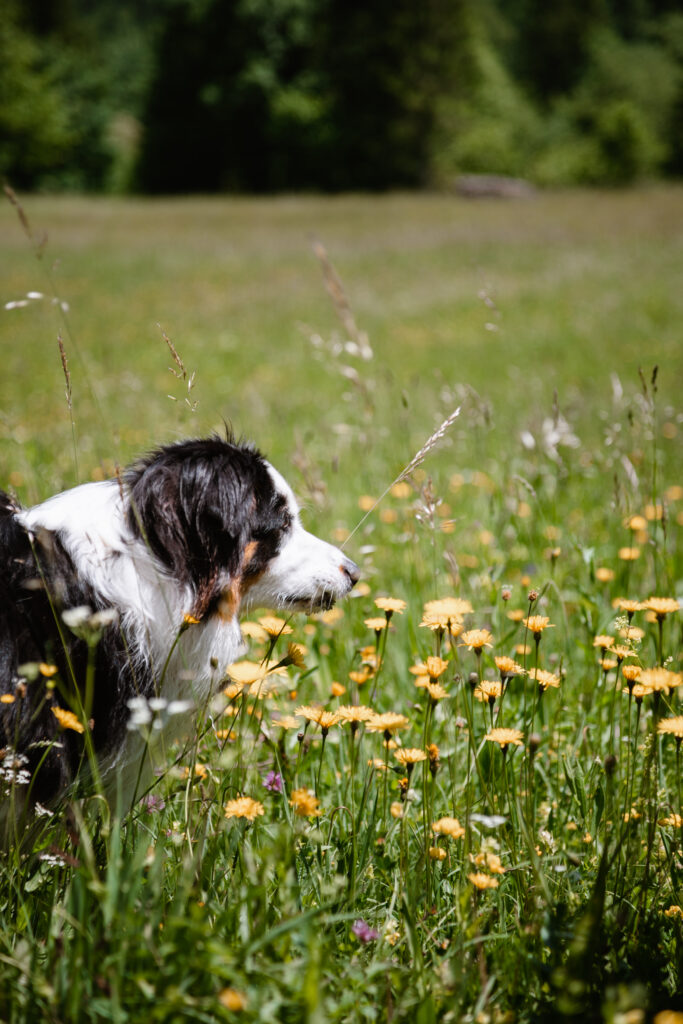 Voje Tal mit Hund