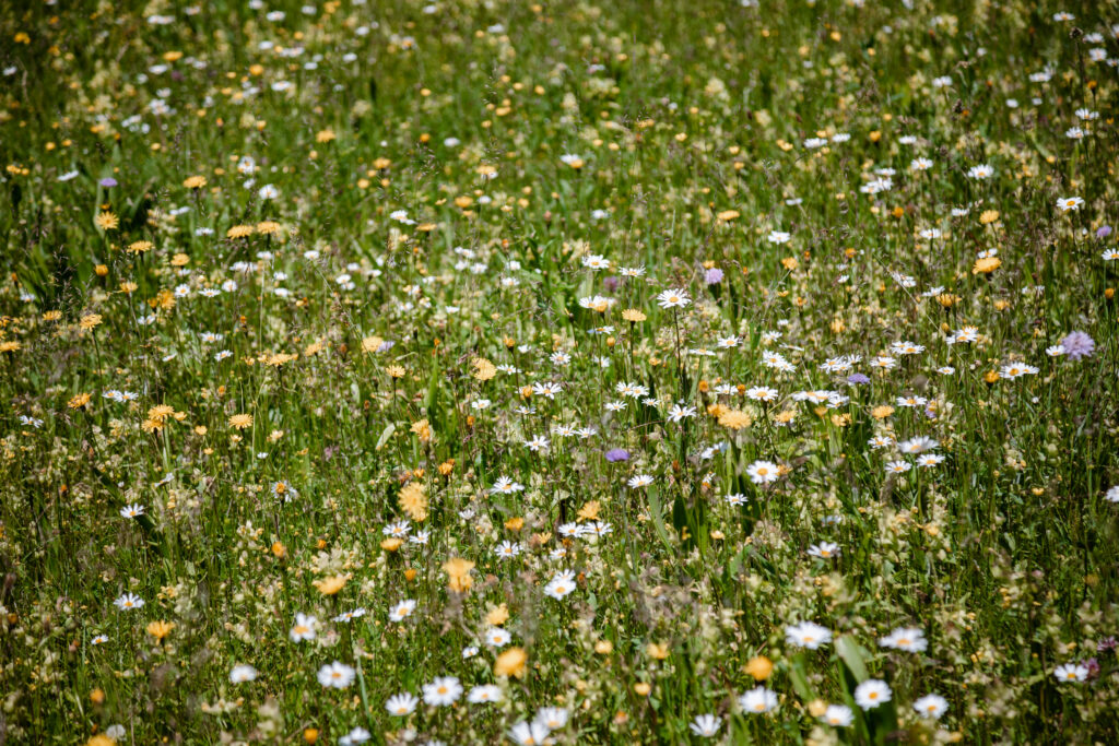 Blumen im Voje Tal