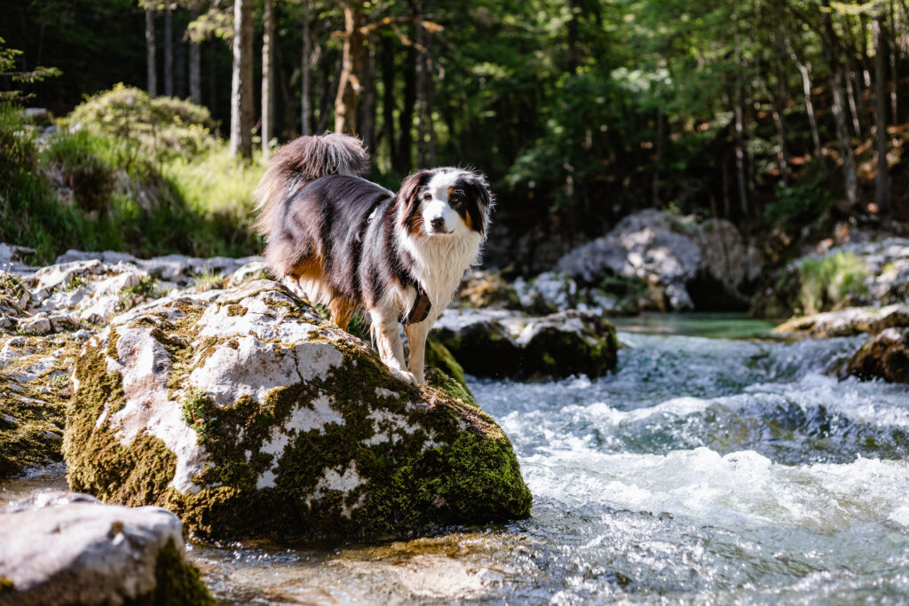 Mostnica Schlucht mit Hund