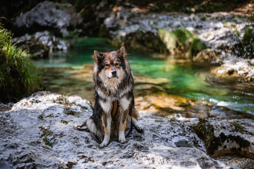 Mostnica Schlucht mit Hund