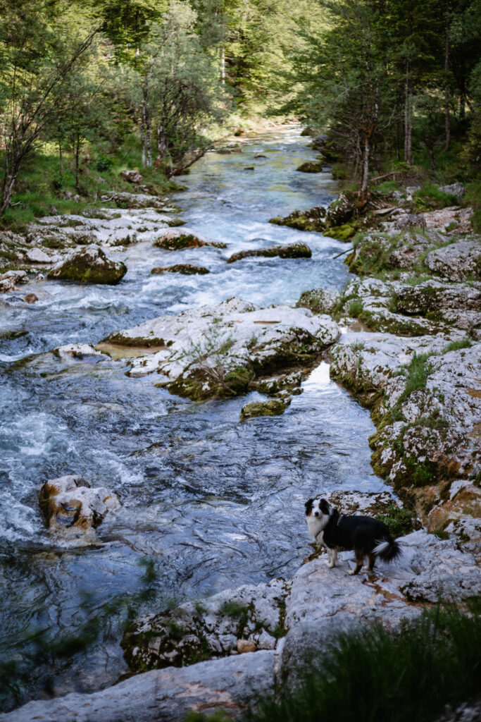 Mostnica Schlucht mit Hund