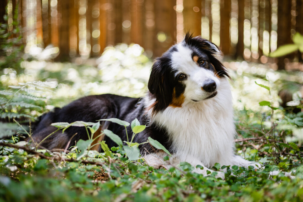 Vintgar Klamm mit Hund