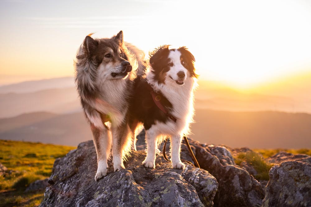 Hunde am Rappoldkogel