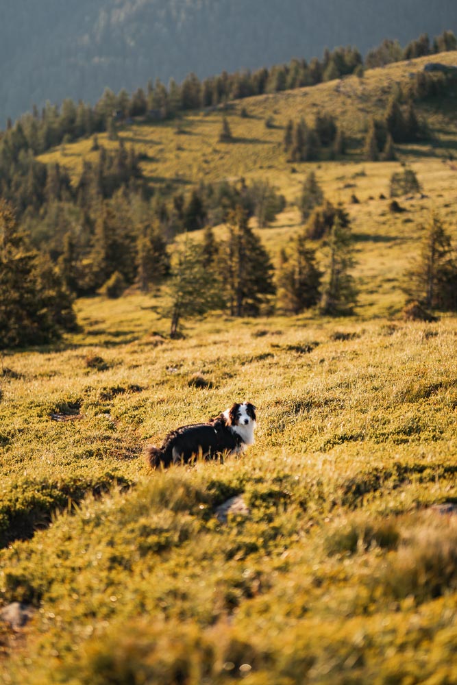 Wanderung Rappoldkogel mit Hund