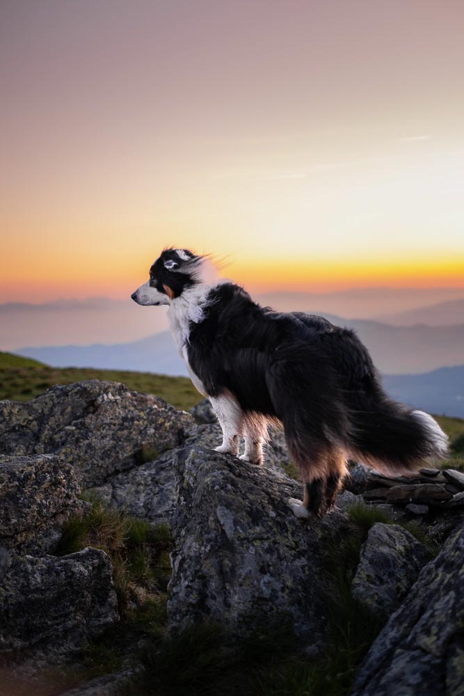 Sonnenaufgangswanderung mit Hund