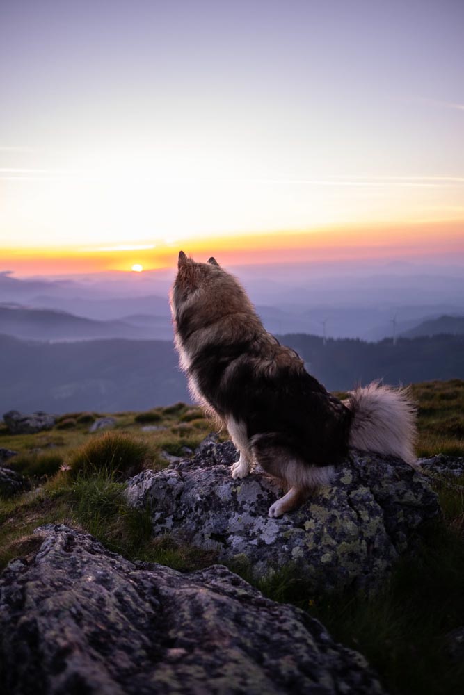 Sonnenaufgangswanderung mit  Hund