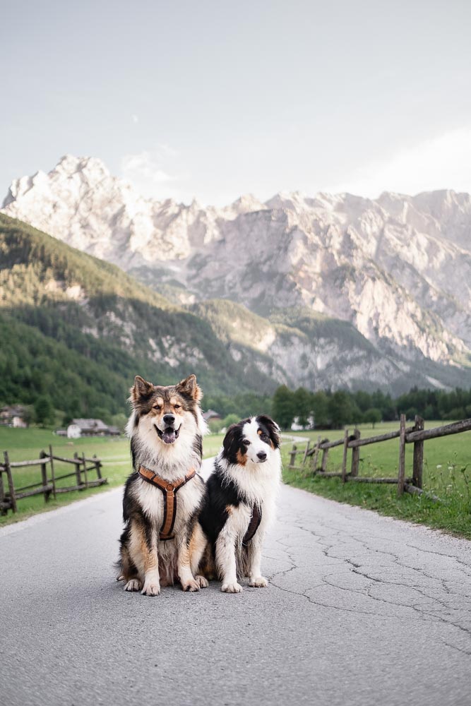 Logarska Dolina mit Hund