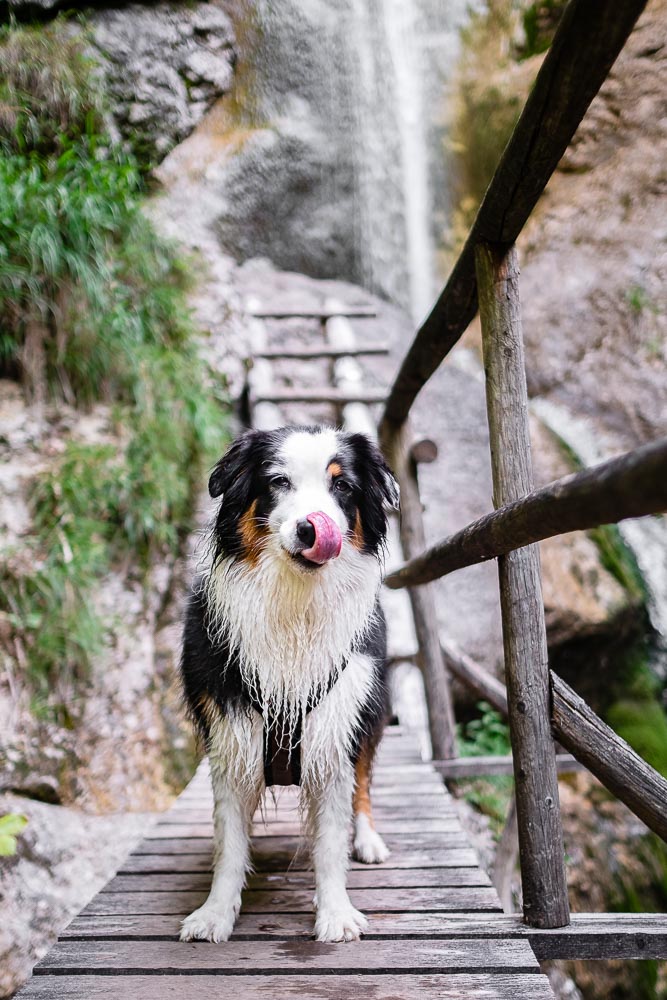 Slowenien mit Hund