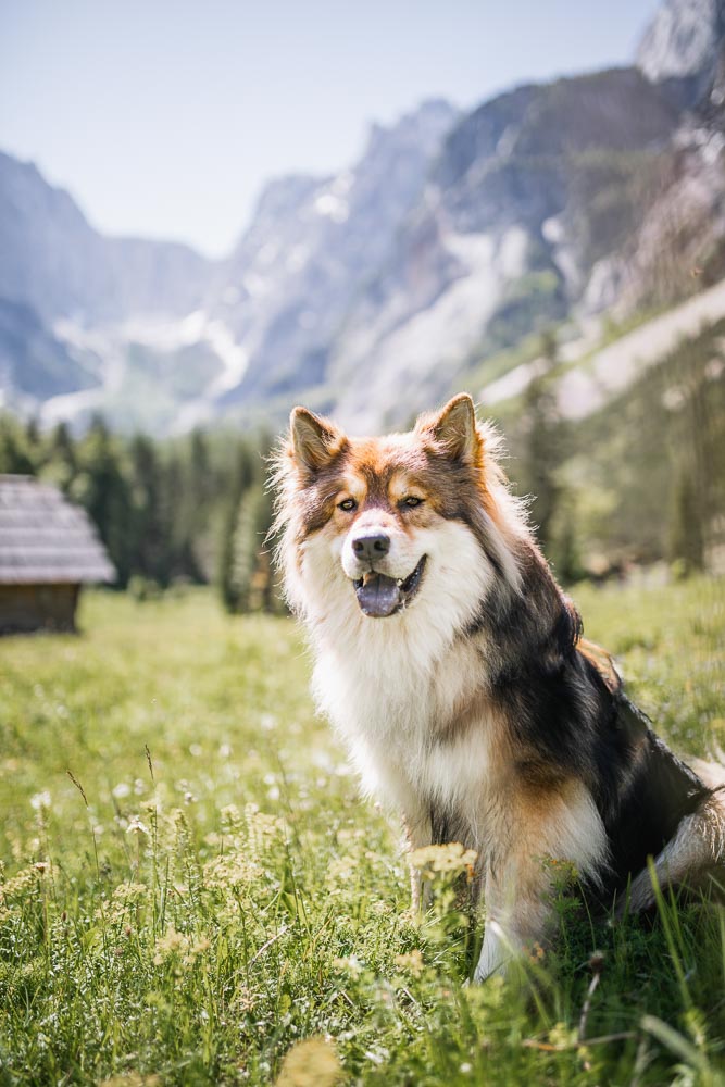 Wanderung zur Krnica-Hütte mit Hund