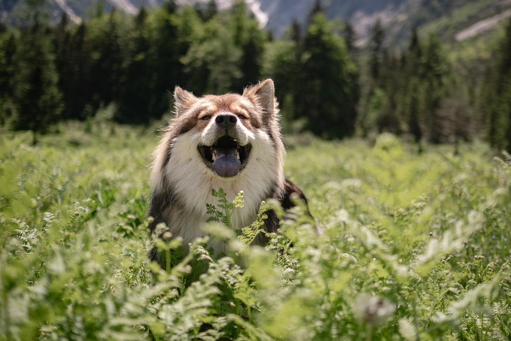 Wanderung zur Krnica-Hütte mit Hund