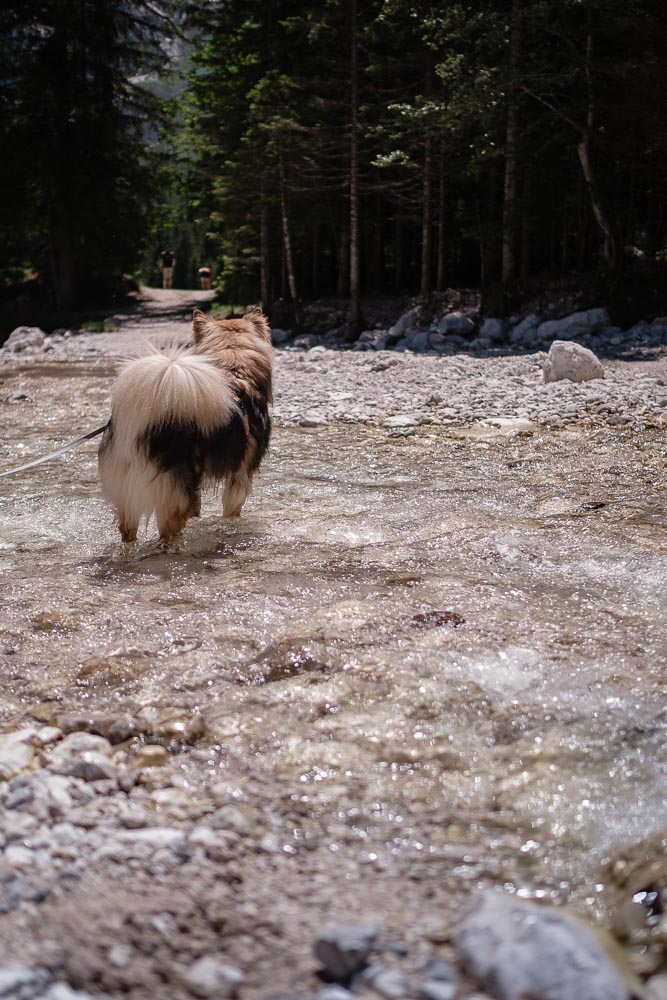 Krnica-Tal mit Hund