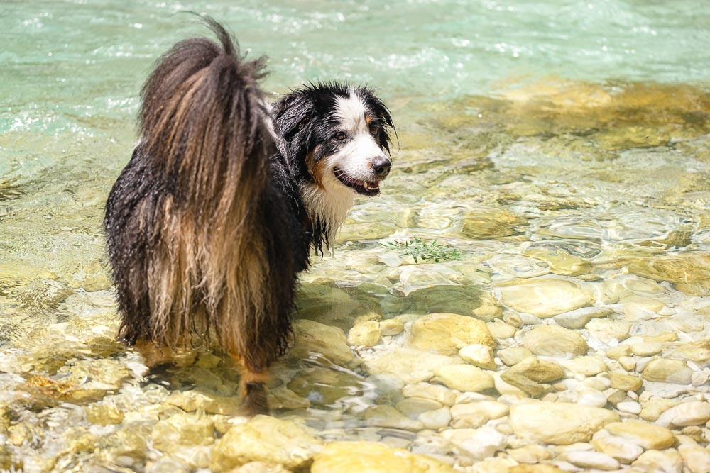 Soča-Trail mit Hund
