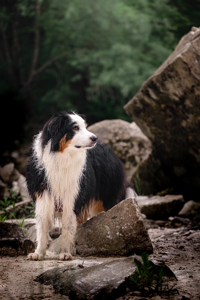 Die Soča in Slowenien mit Hund