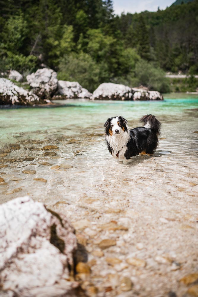 Slowenien-Reise mit Hund