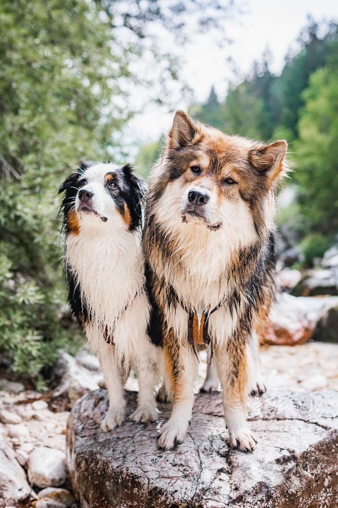 Soča-Trail mit Hund