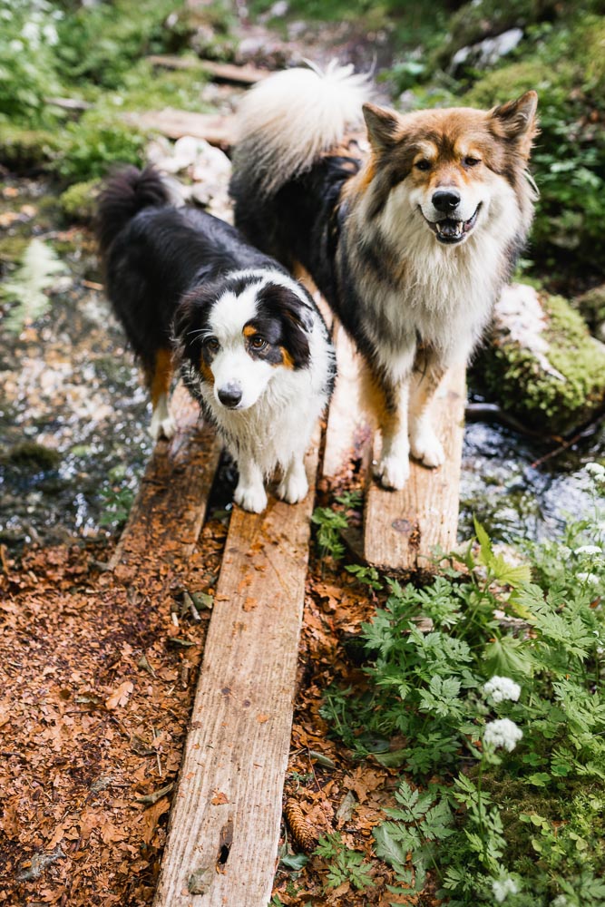 Slowenien mit Hund