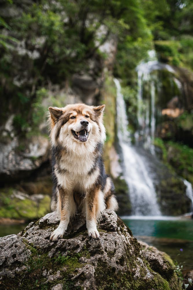Slowenien mit Hund Wasserfall