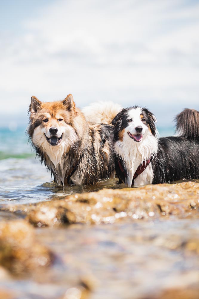 Strand von Izola Hunde