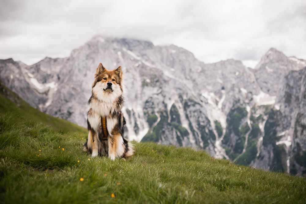 Slowenien mit Hund