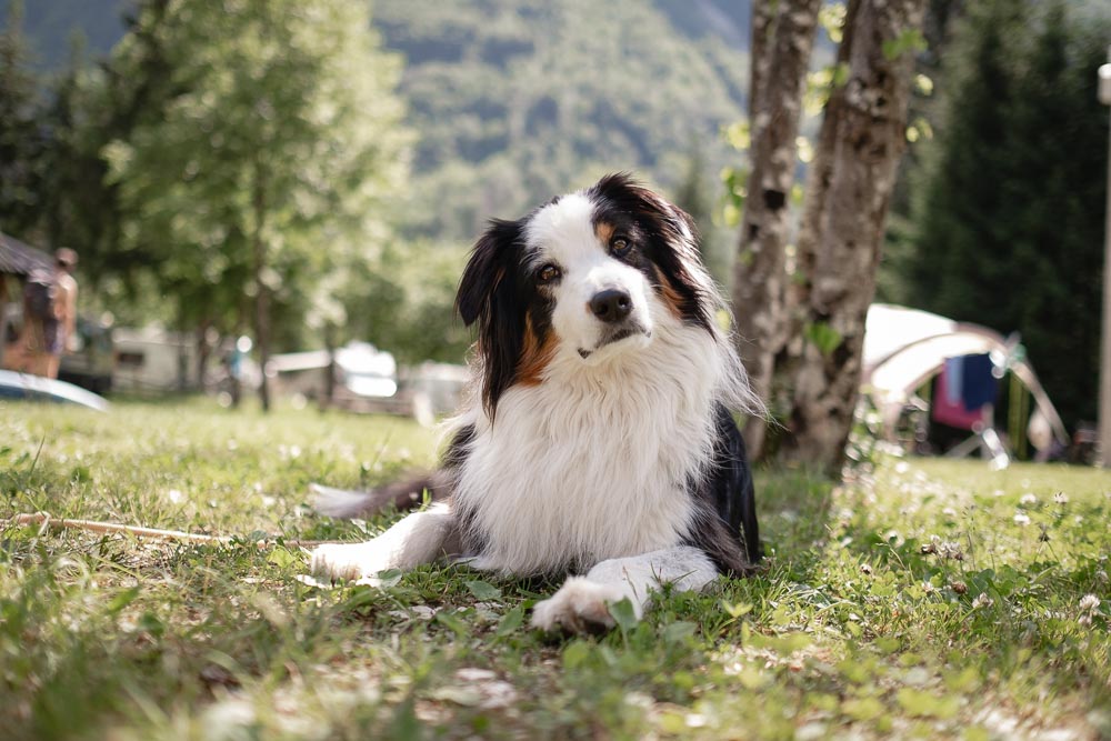 Slowenien-Reise mit Hund