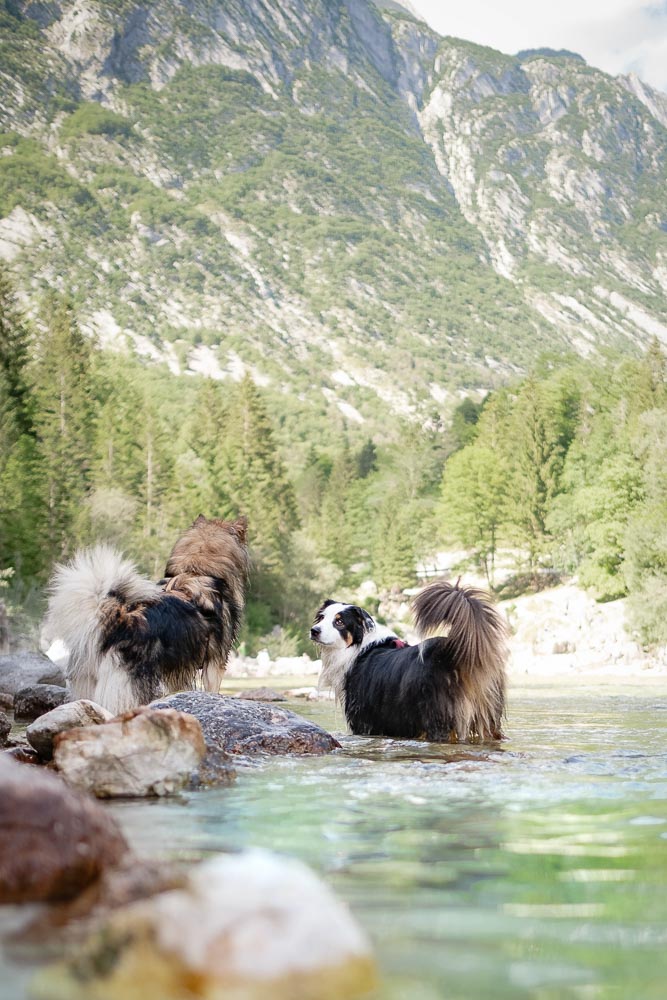 Soca-Trail mit Hund