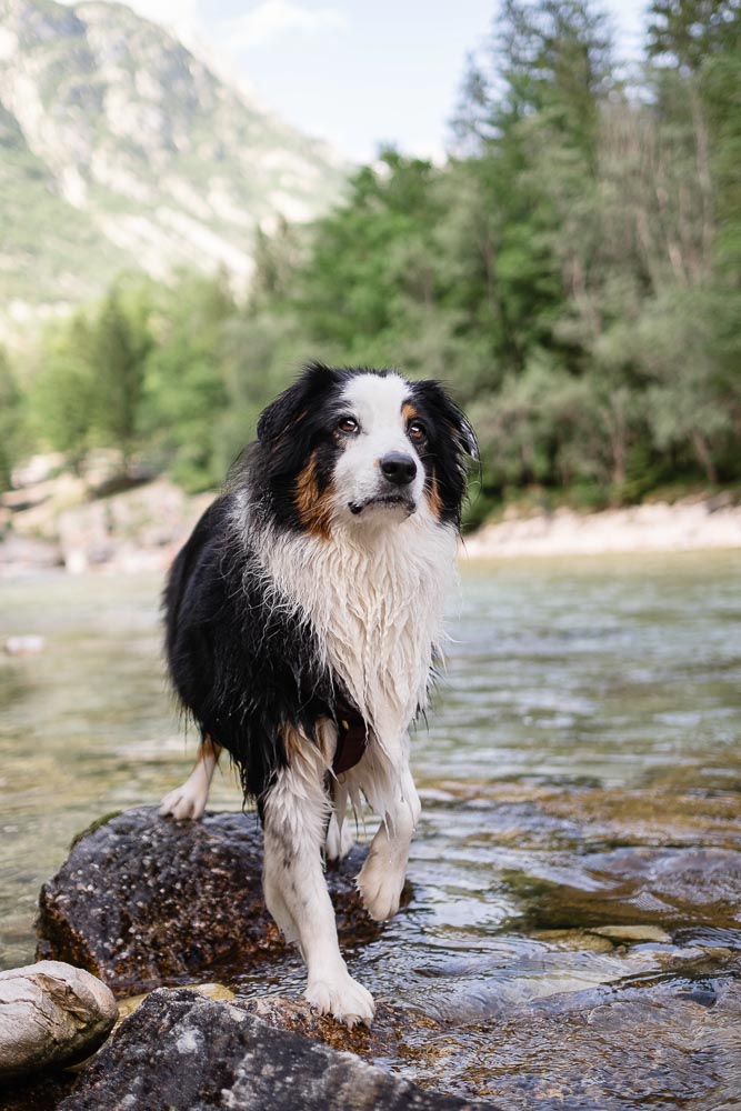 Slowenien-Reise mit Hund