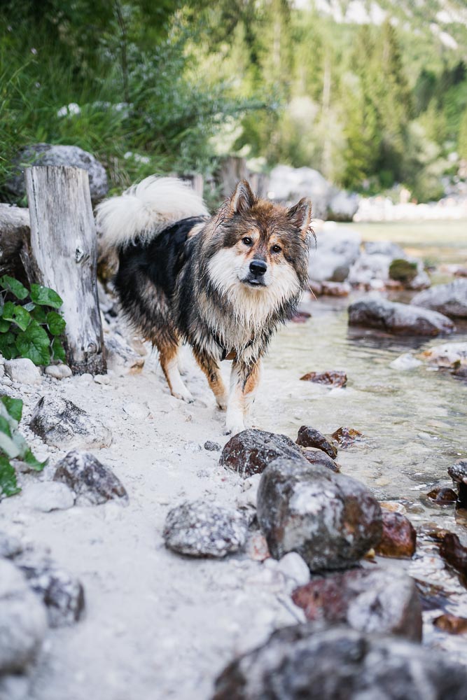 Slowenien-Reise mit Hund