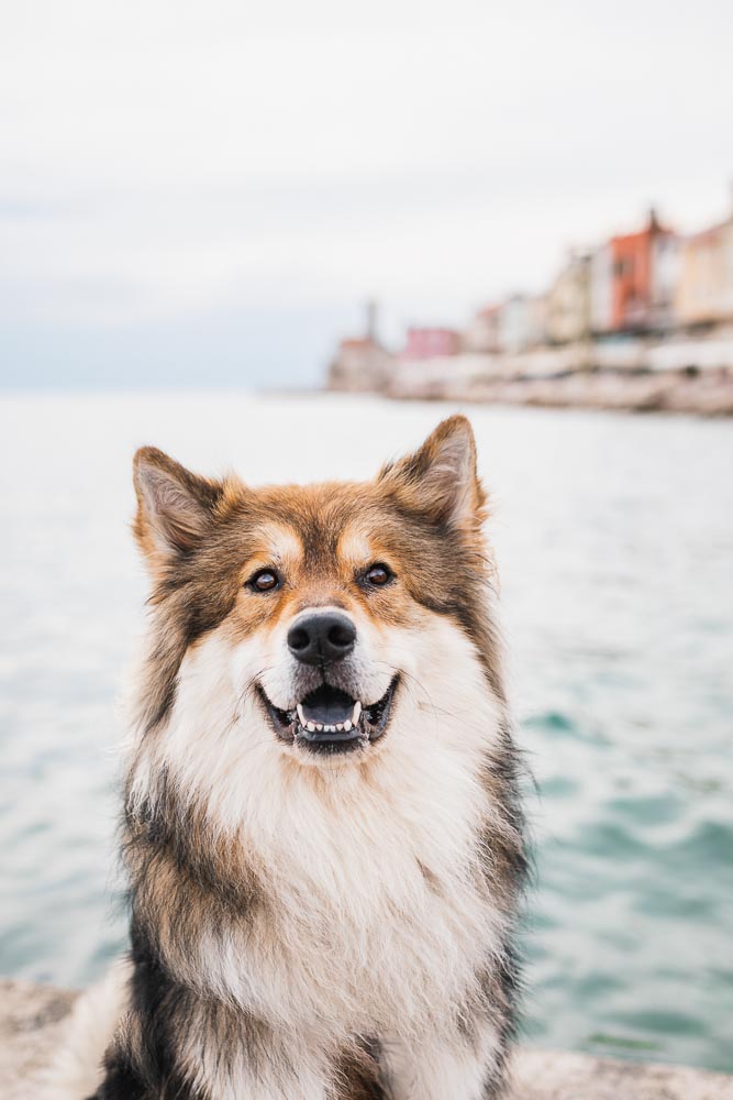 Slowenien-Reise mit Hund