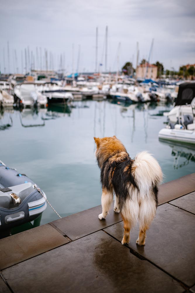 Slowenien-Reise mit Hund