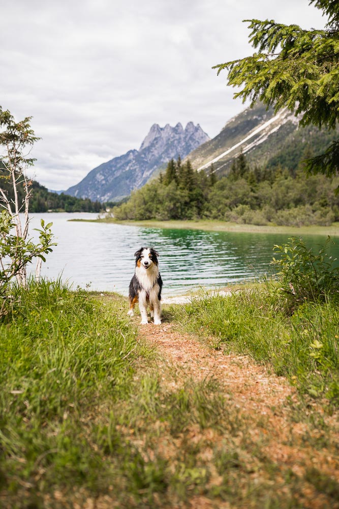 Slowenien-Reise mit Hund