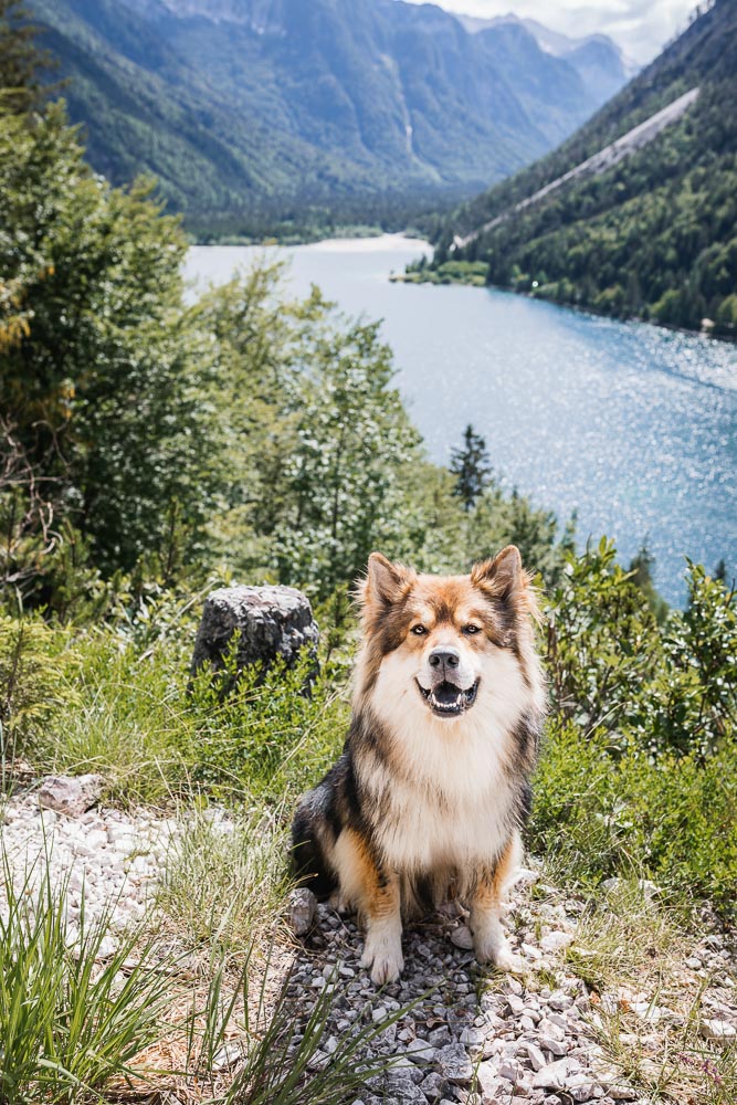 Slowenien-Reise mit Hund