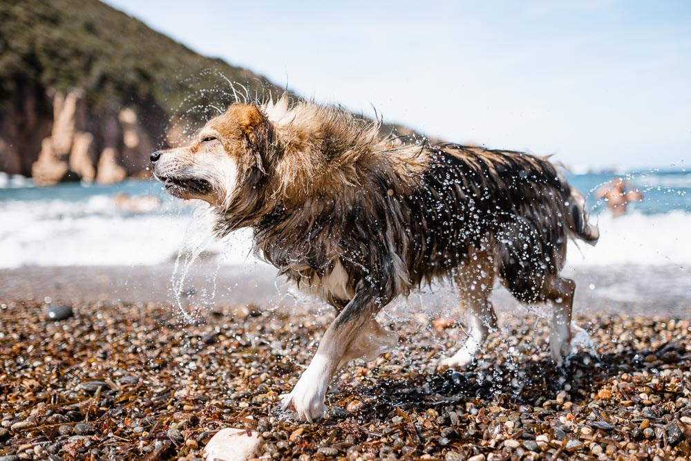 Tinnari Strand Sardinien mit Hund