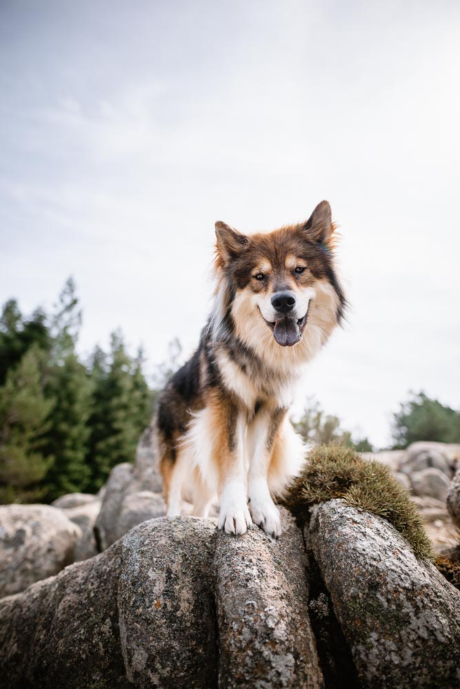 monte Limbara Sardinien mit Hund