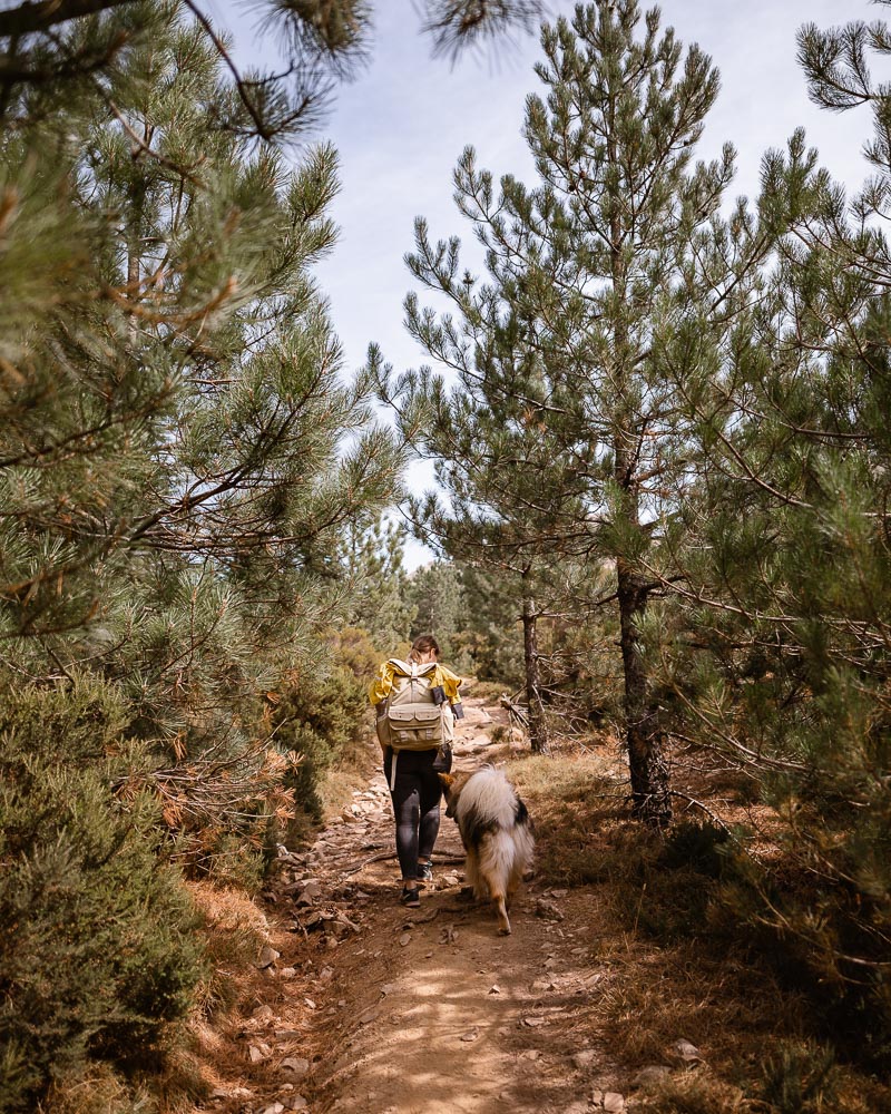 monte Limbara Sardinien mit Hund