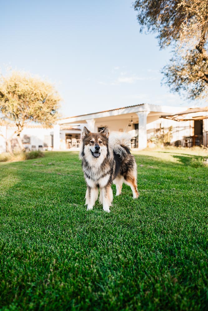 Unterkunft sardinien mit Hund