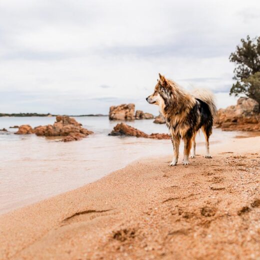 Sardinien mit Hund