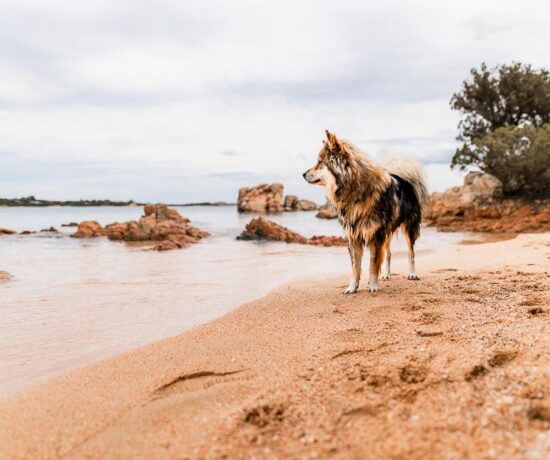 Sardinien mit Hund