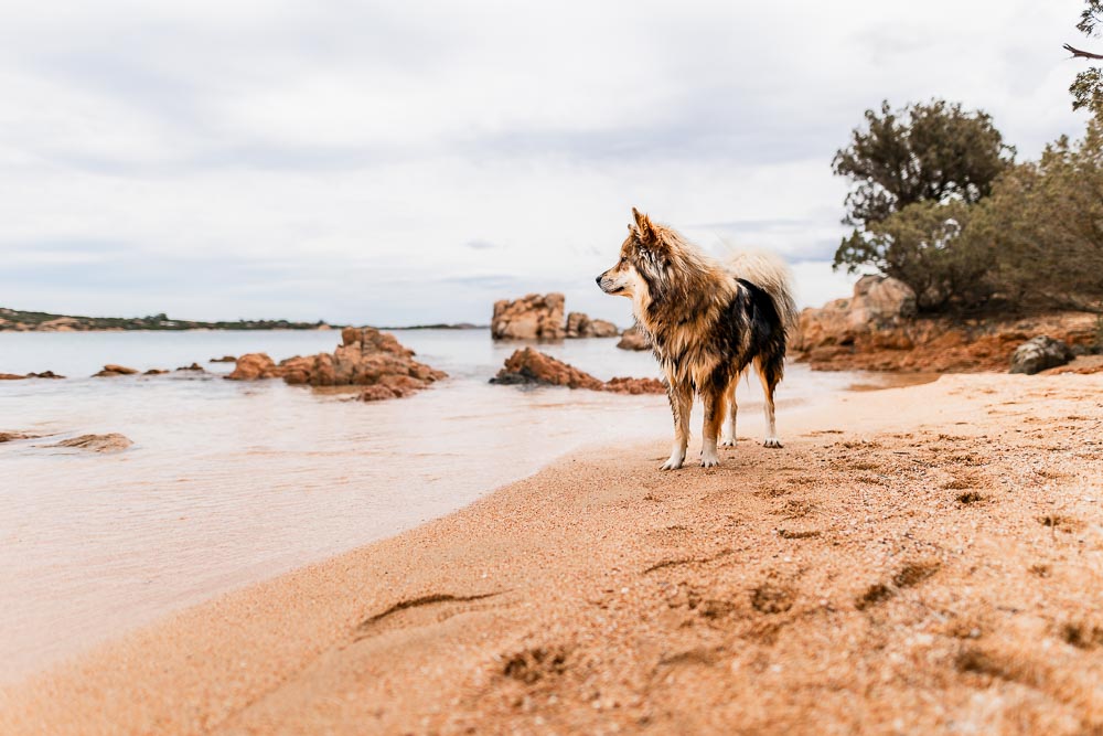 Sardinien mit Hund