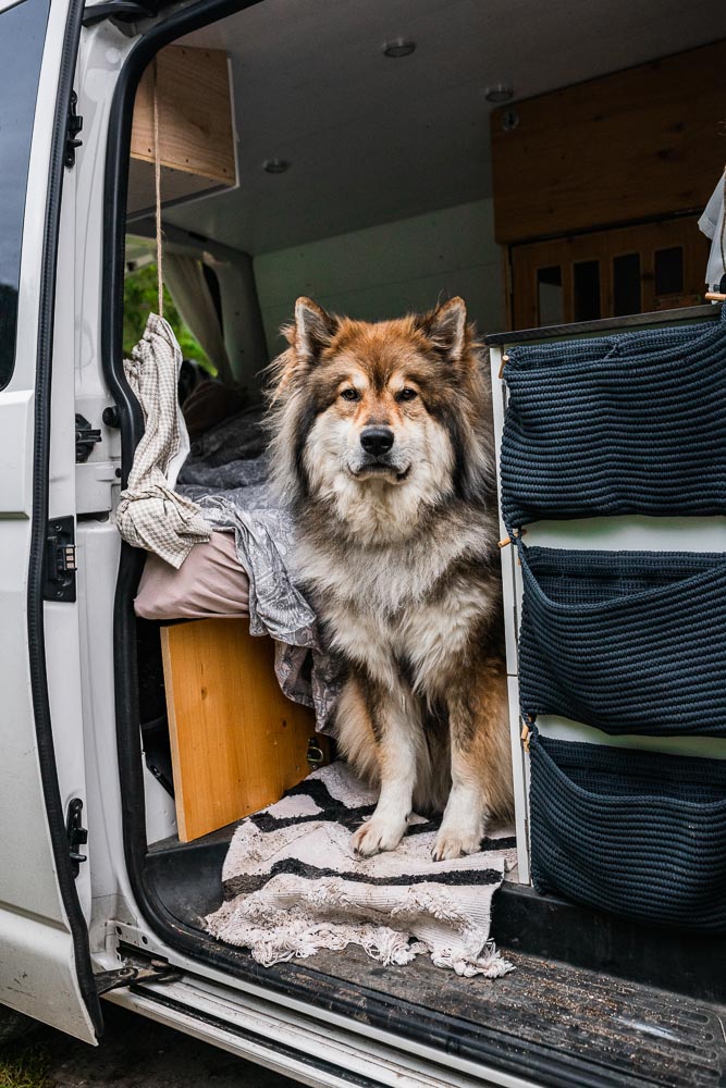 Vanlife mit Hund 