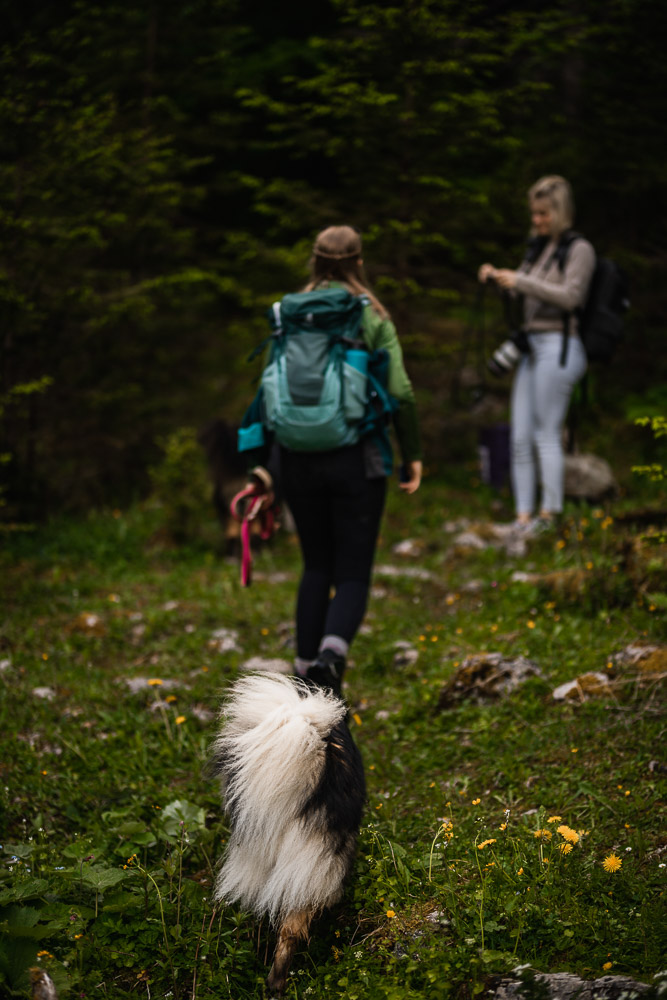 Videoshooting mit Hund